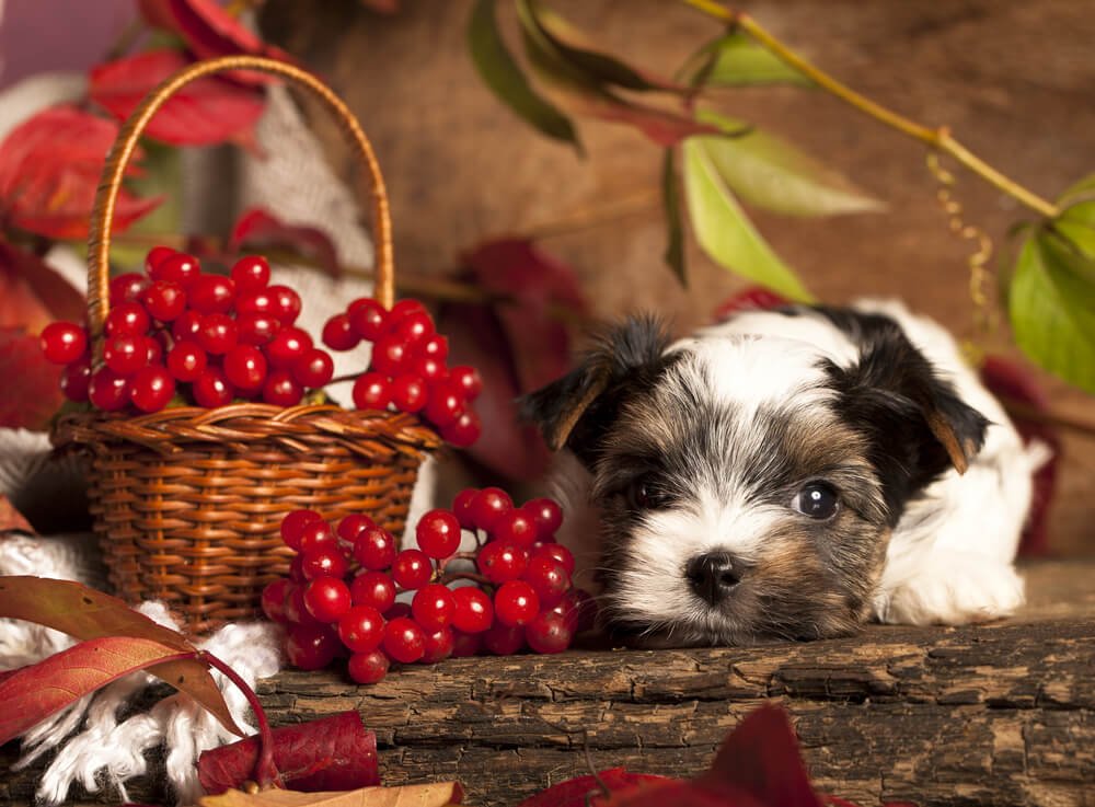 Puppy and cranberries 