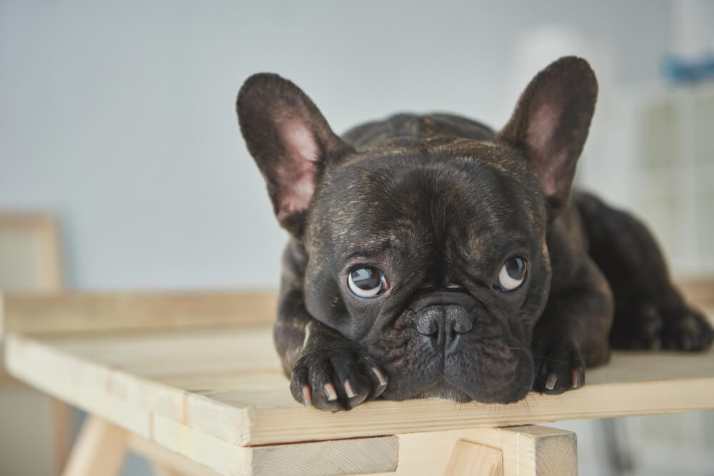 french bulldog