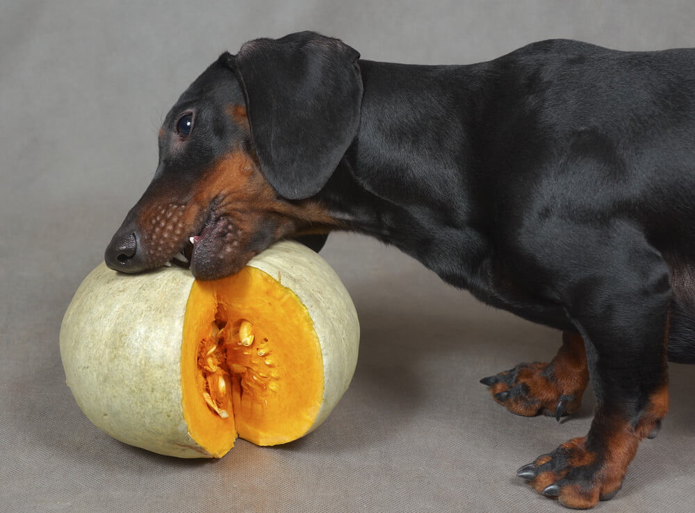 Dog eating pumpkin