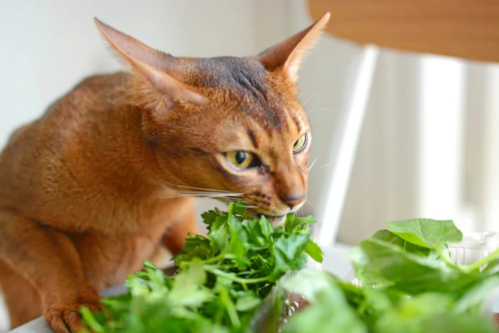 Risks of Feeding Your Cat Parsley