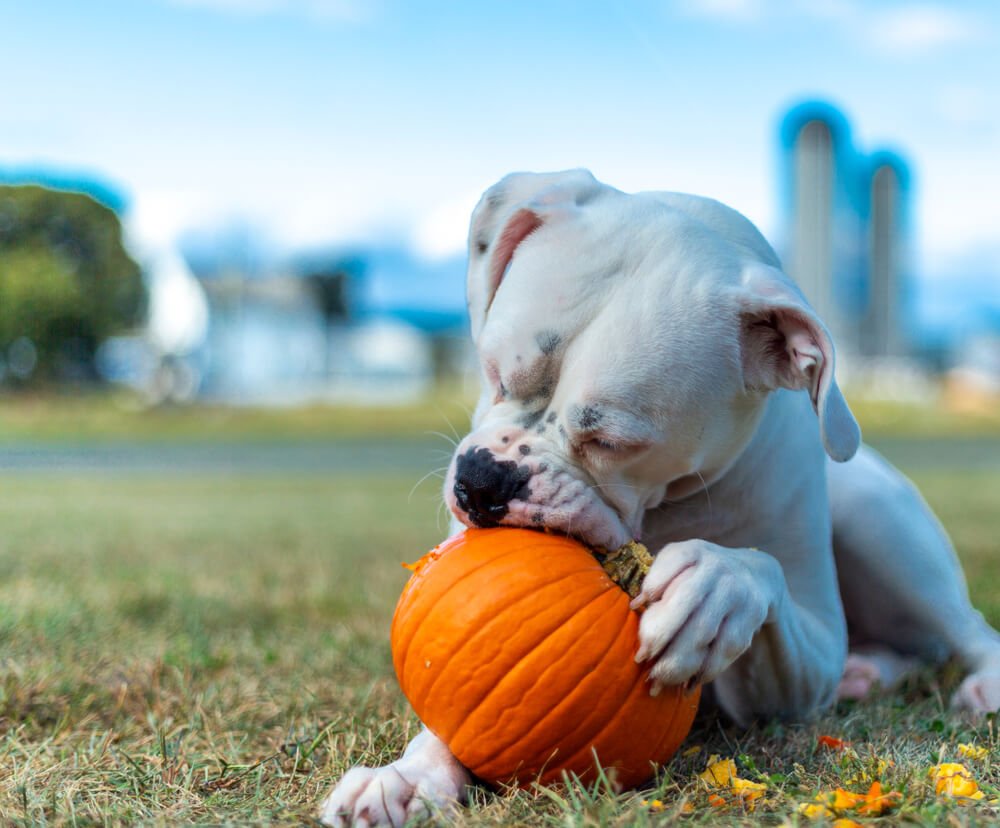 Dog eating pumpkin