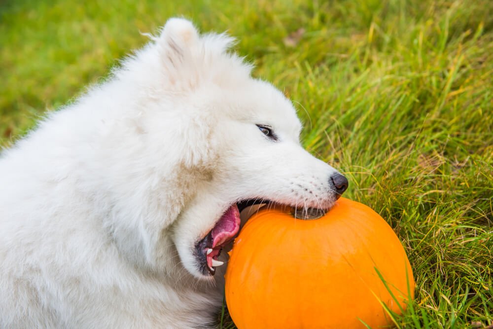 Samoyed eating a pumpkin