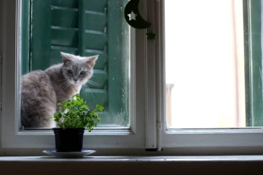 Can Cats Eat Parsley? Let's Find Out!