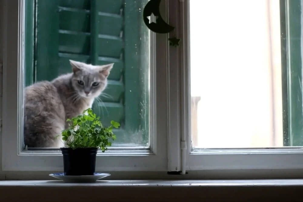 Cat looking at parsley 