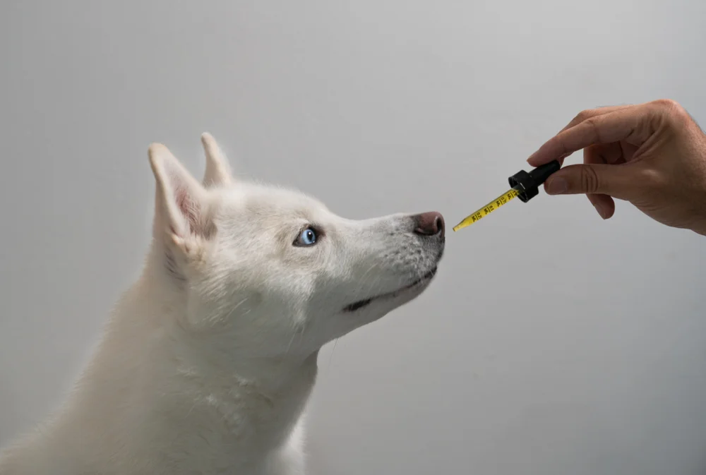 can i give fish oil to my pregnant dog