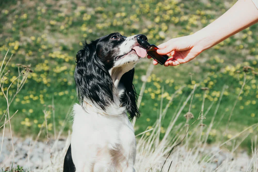 Dog licking oil