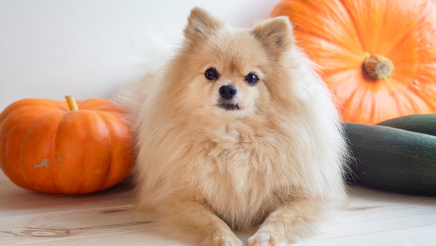 Can Dogs Eat Pumpkin & Dog Pumpkin Allergy: Our Vet Explains