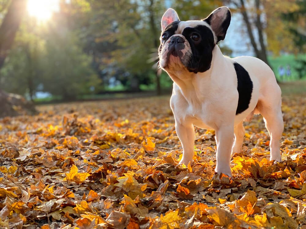 french bulldog