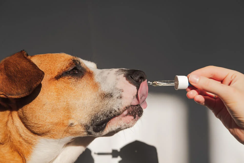 dog licking oil