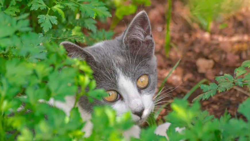 Can Cats Eat Parsley?