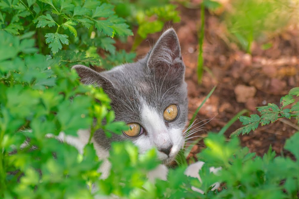 Can Cats Eat Parsley? Let's Find Out!