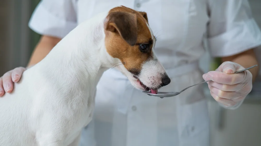 dog drinking oil