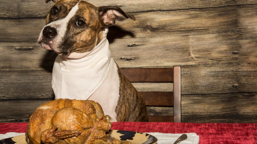 Can Dogs Eat Turkey