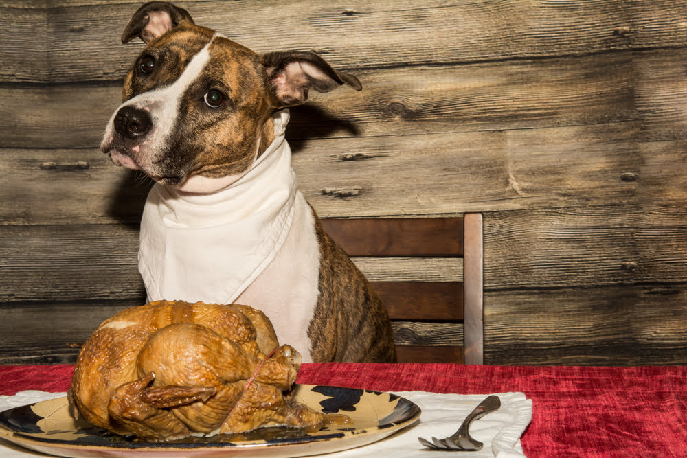 can you feed dogs cooked turkey breast