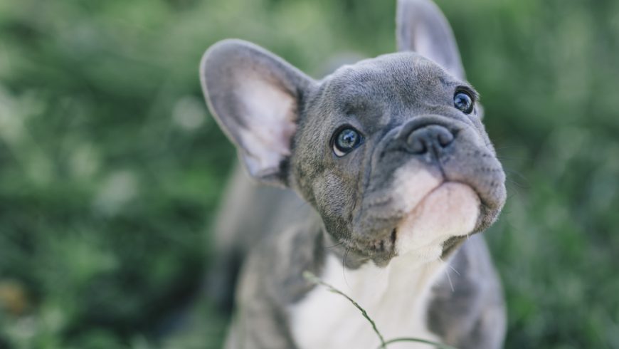 The Most Beautiful French Bulldog Names