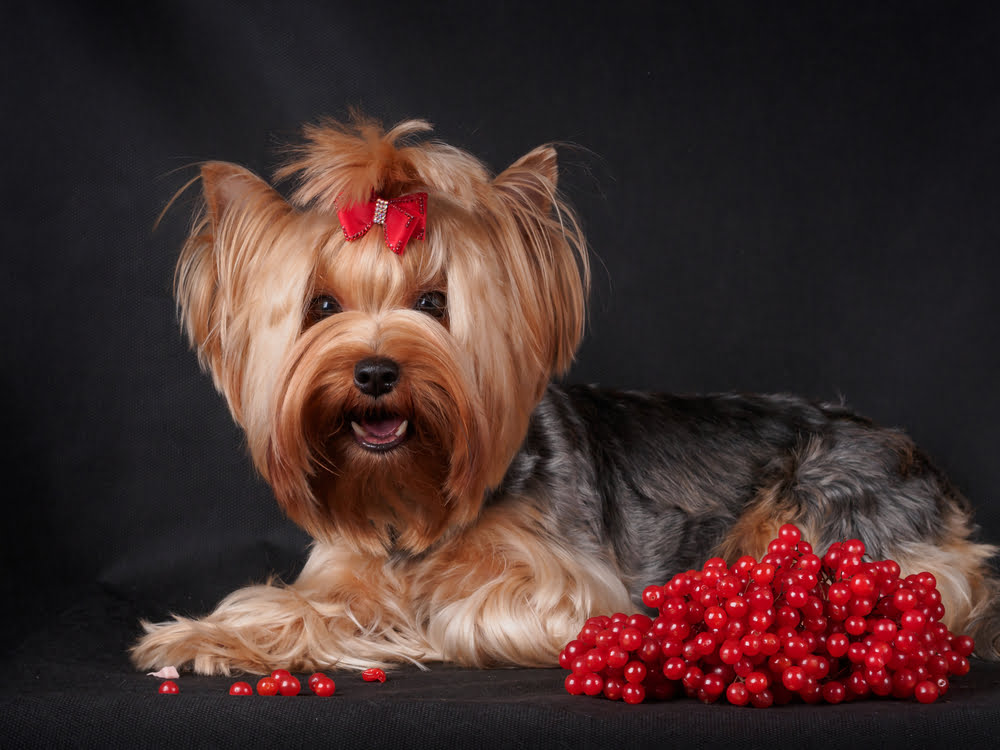 can i give my dog cranberry tablets for uti