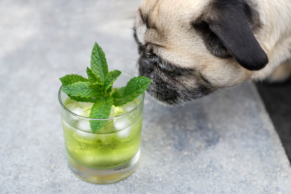 dog sniffing spearmint