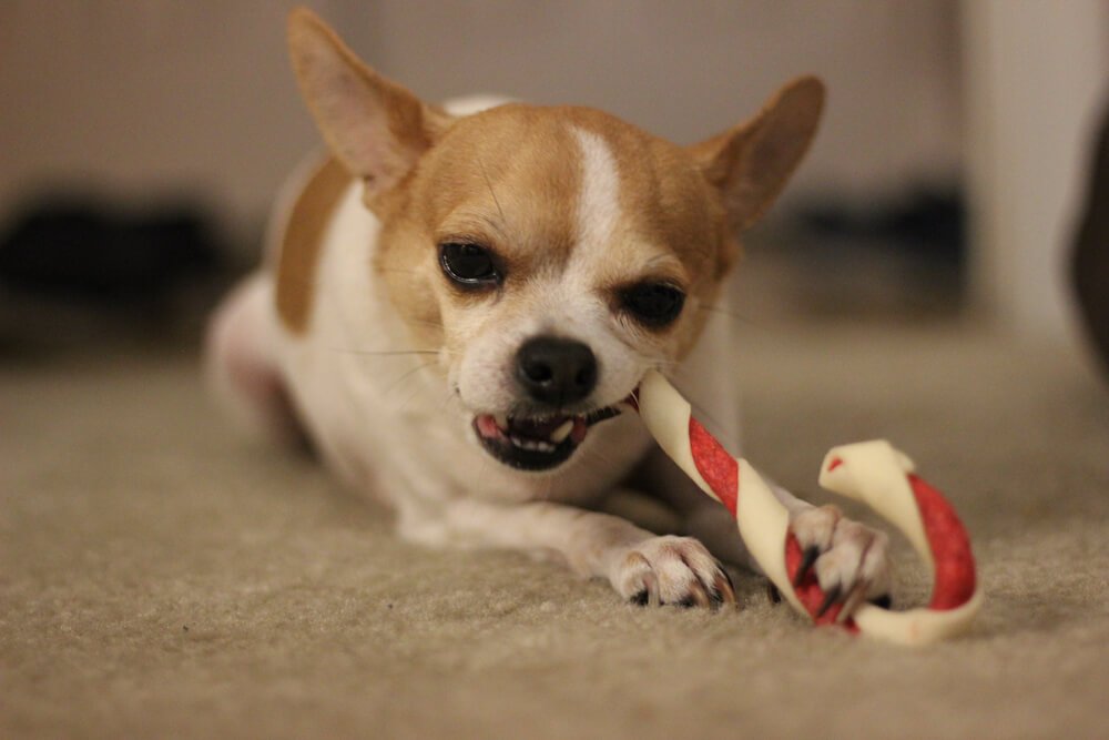 Dog eating a dog treat that looks like peppermint