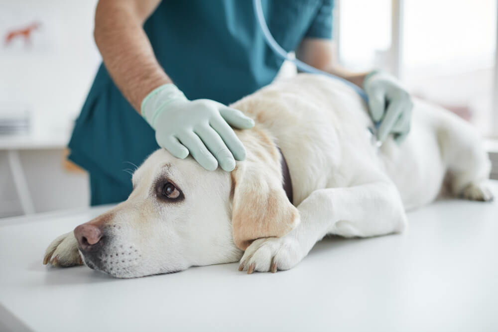 Dog at the vets