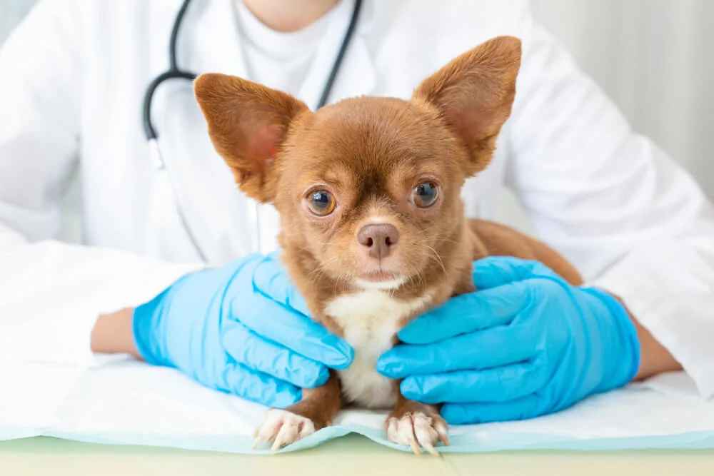 dog and the vet