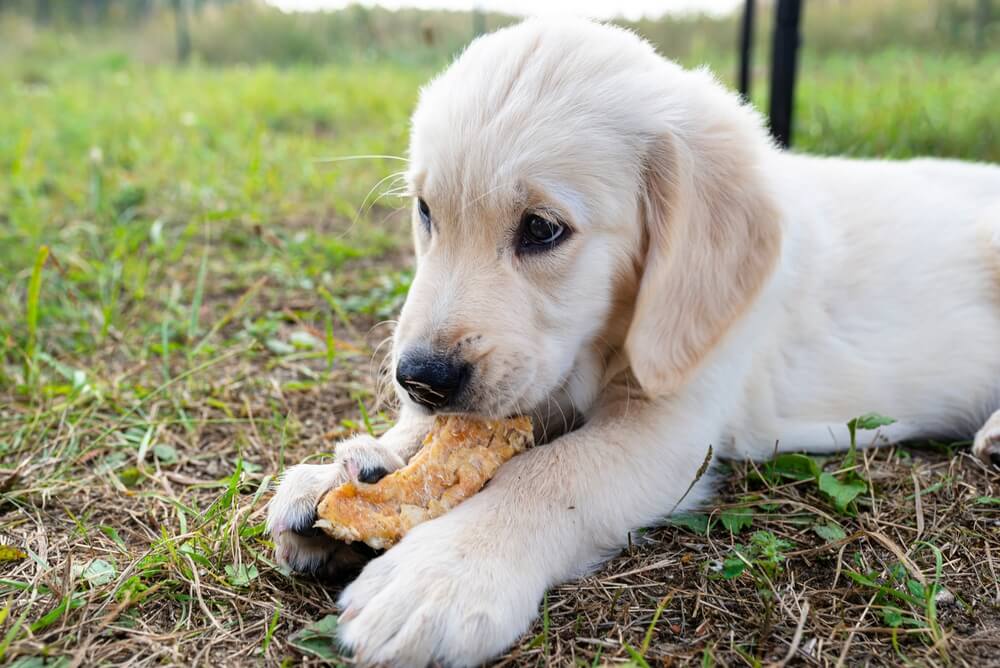 dog eating chicken