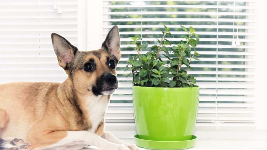 Can Dogs Eat Spearmint?