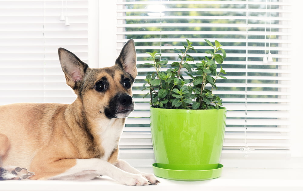is garden lime poisonous to dogs