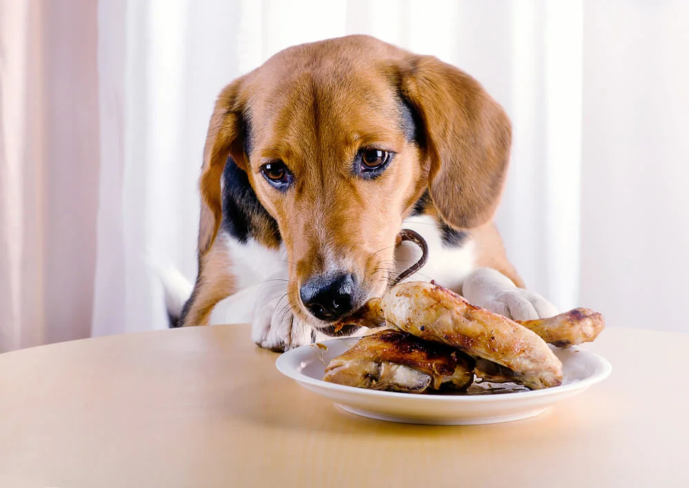 Dog eating chicken