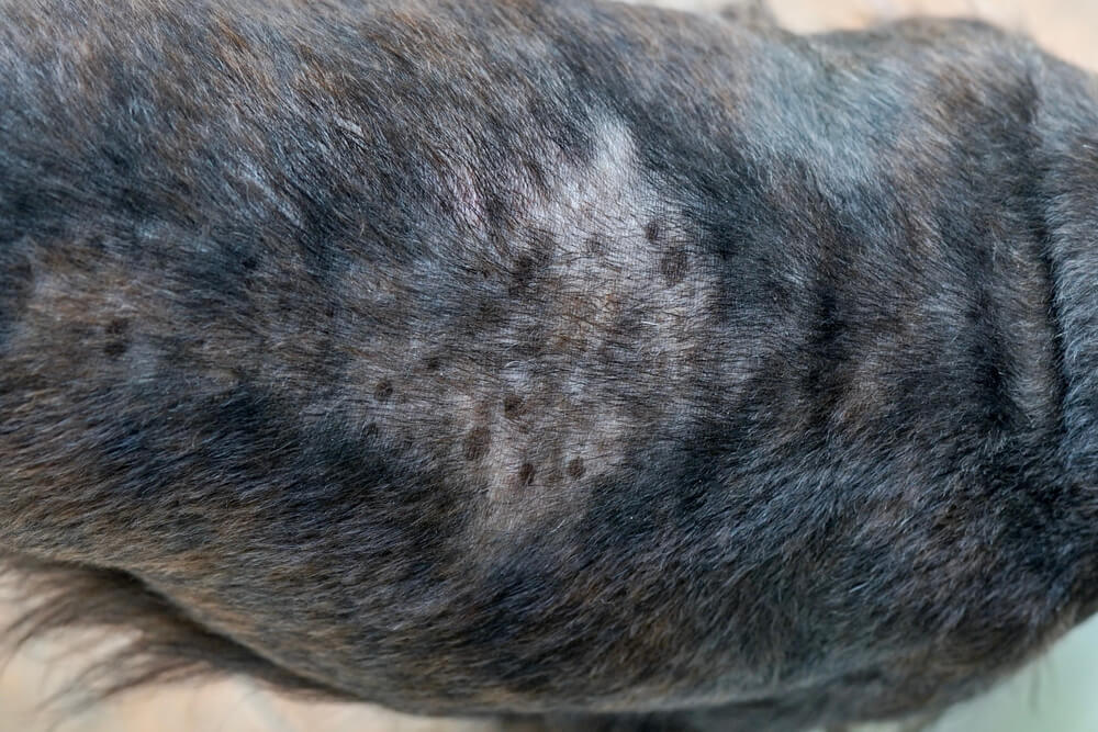 dog dry flaky skin with hair falling of