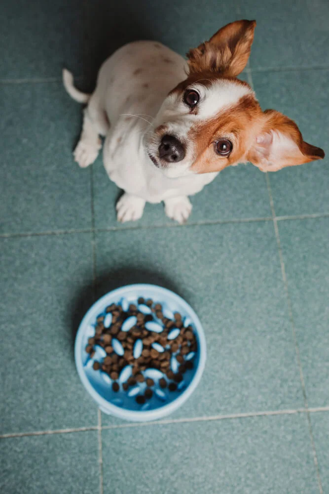 dog with a slow feeding bowl