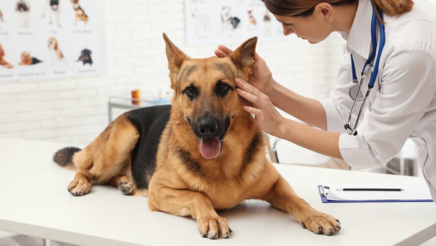Inflammation in Dogs – Causes, Common Types and Treatments