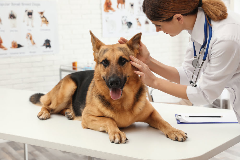Inflammation in Dogs Causes, Common Types and Treatments Raised