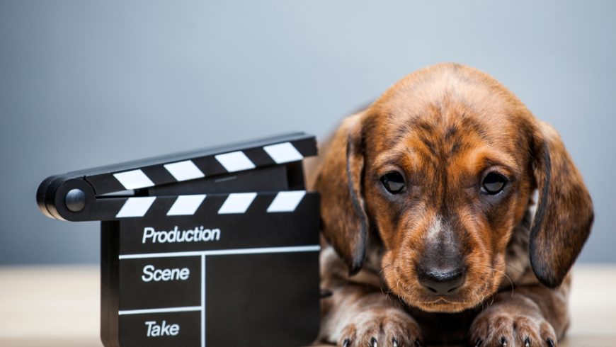 Perfect List of Dog Names From Movies