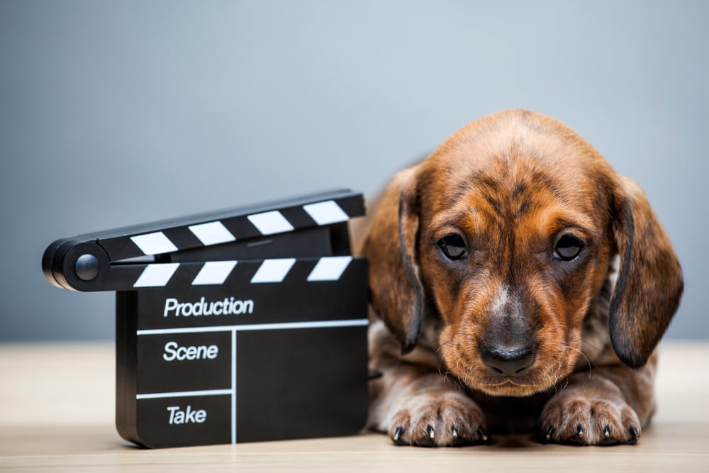 Perfect List of Dog Names From Movies - Raised Right - Human-Grade Pet Food