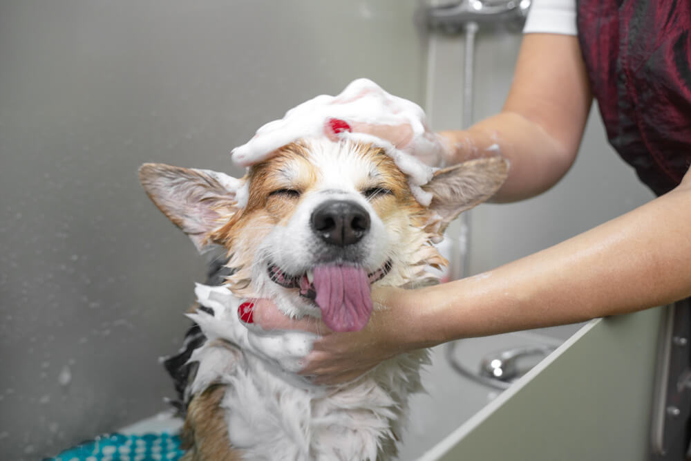 dog bath