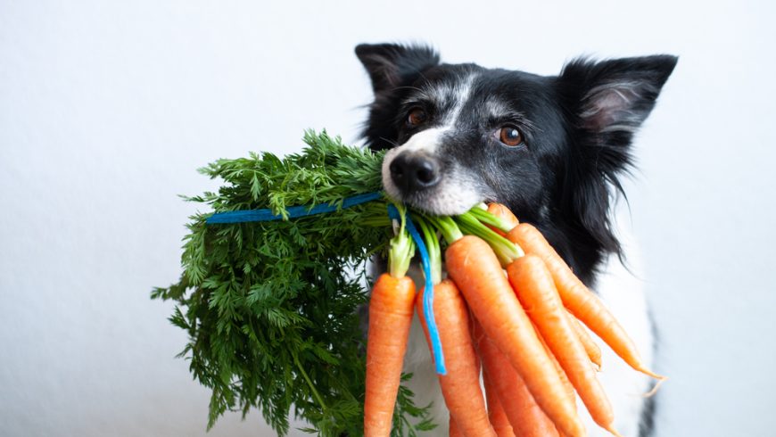 Can Dogs Eat Vegetables? Here are the Safest Vegetable Choices For Your Pup