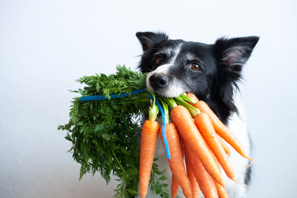 what vegetables can dogs eat safely