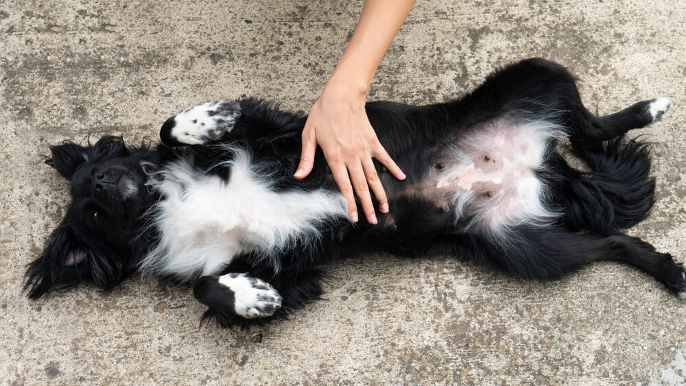 dog stomach massage