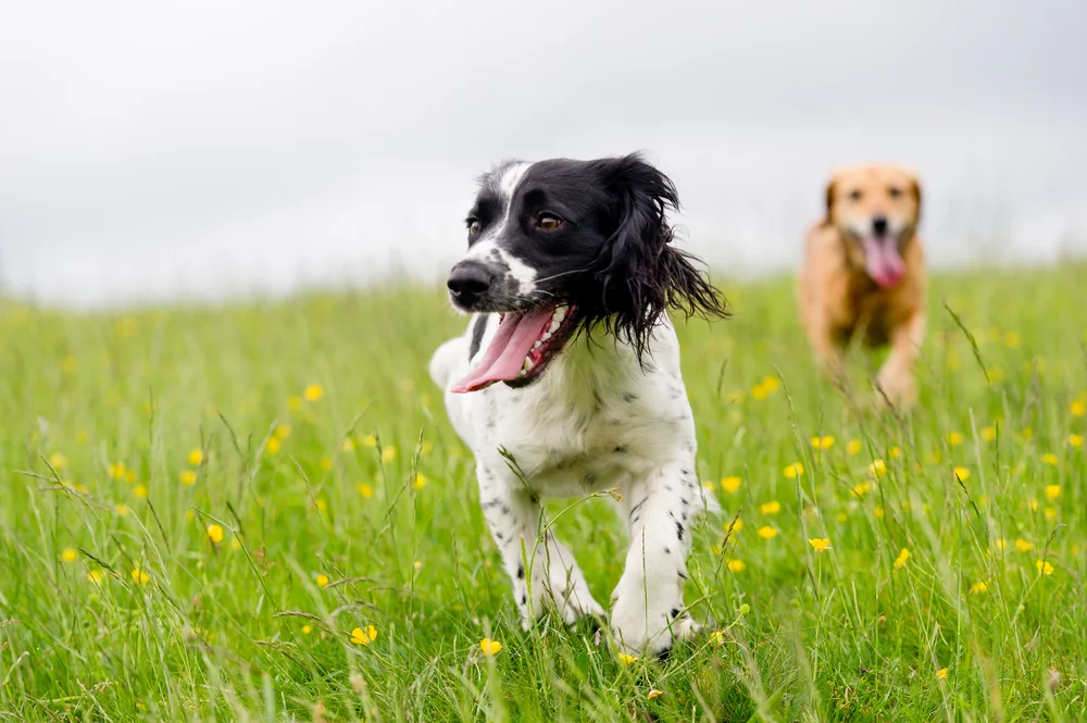 Dog Gas Relief Effective Home Remedies to Help Your Dog Raised Right Human Grade Pet Food