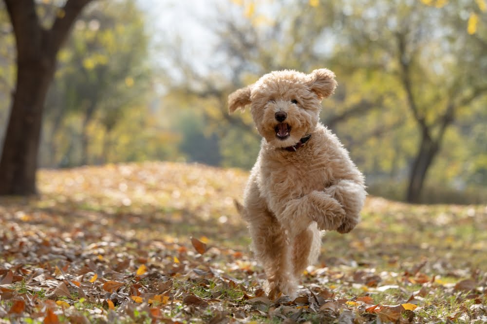 do eggs help a dogs dry skin