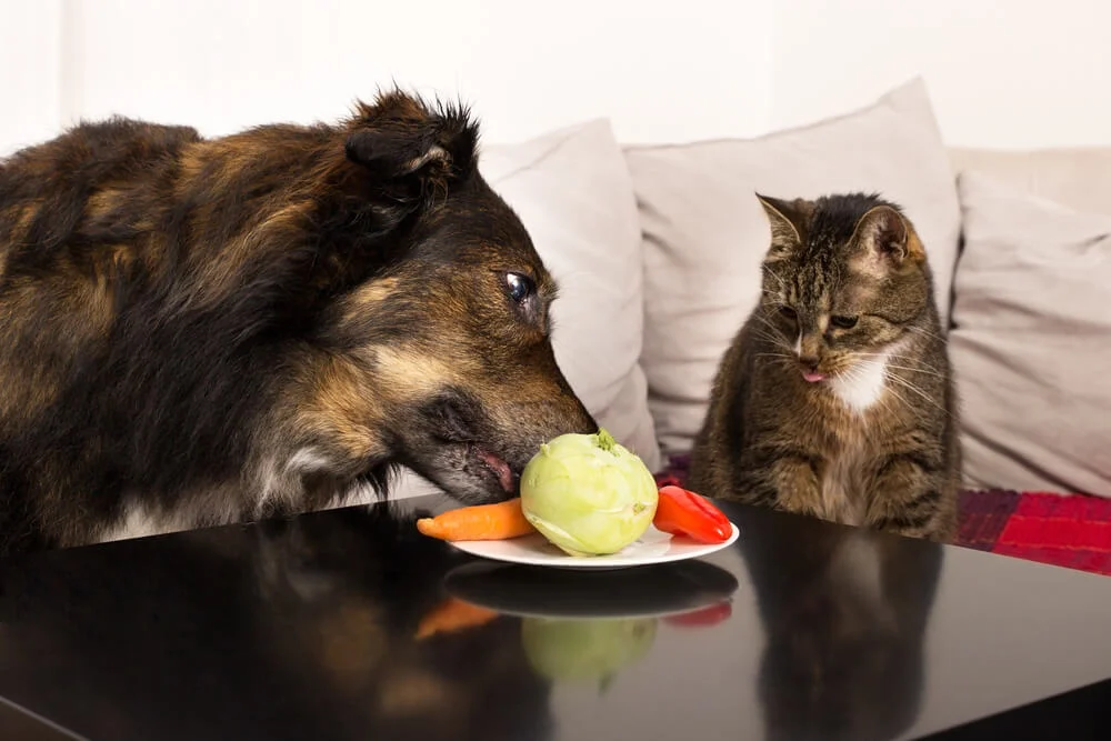 dog eating vegetables