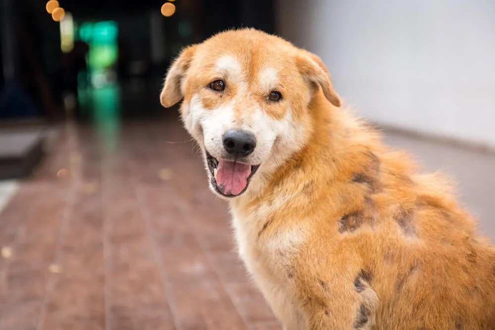 dog with dry flaky skin and losing its hair