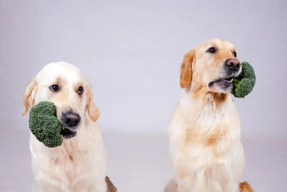 dogs eating vegetables
