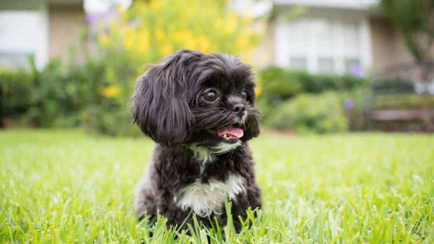 Shih Tzu Food Allergies – What You Need to Know