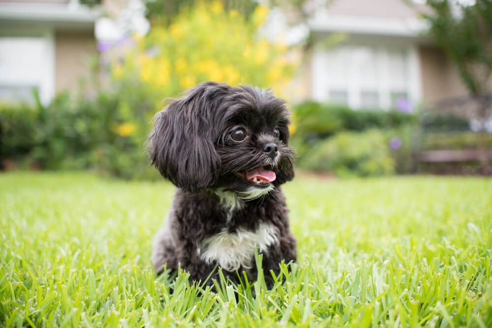 Shih Tzu Food Allergies – What You Need to Know - Raised Right -  Human-Grade Pet Food