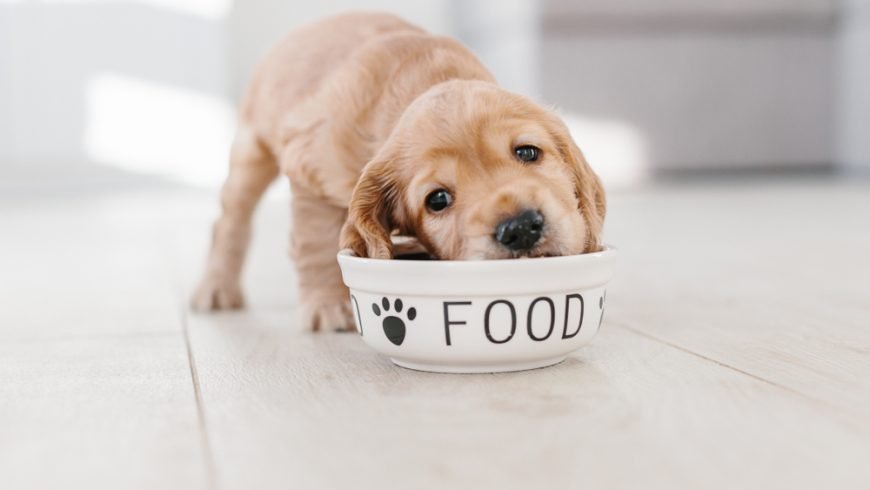 When to Switch a Puppy to 2 Meals a Day