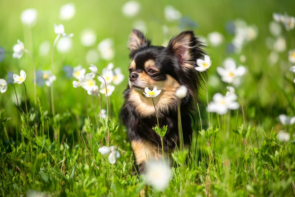 Spanish Girl Names for a Chihuahua