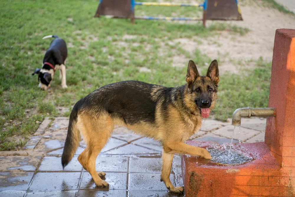 dog and water