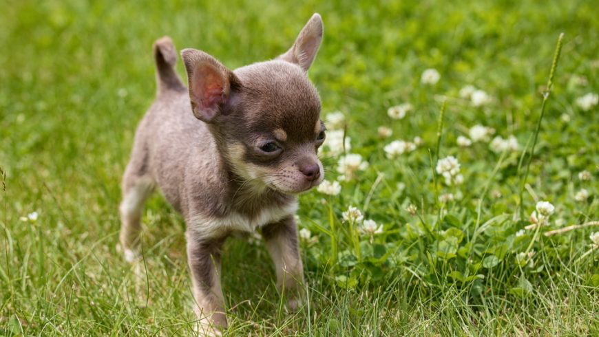 Chihuahua Weight Chart and Puppy Development Guide