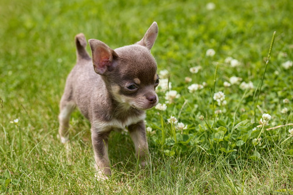 Chihuahua toy. Handmade collectible realistic dog toy.